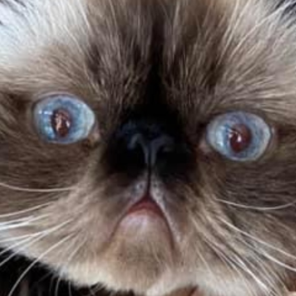 Meet your Posher, Poohcat2 ๐ป๐ป๐ป๐ป - Picture 4 of 6